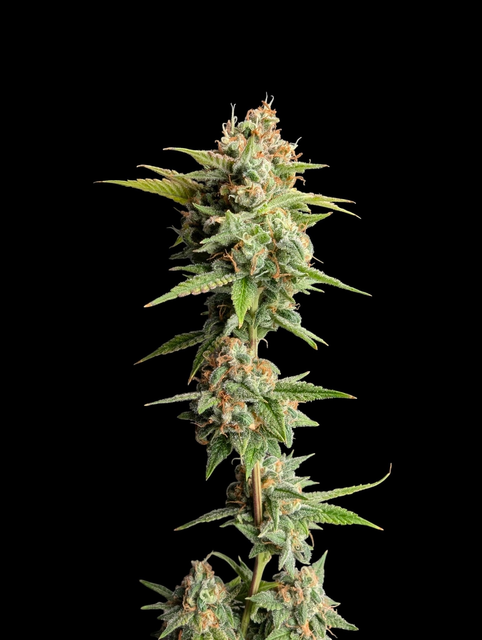 resin covered flowering branch