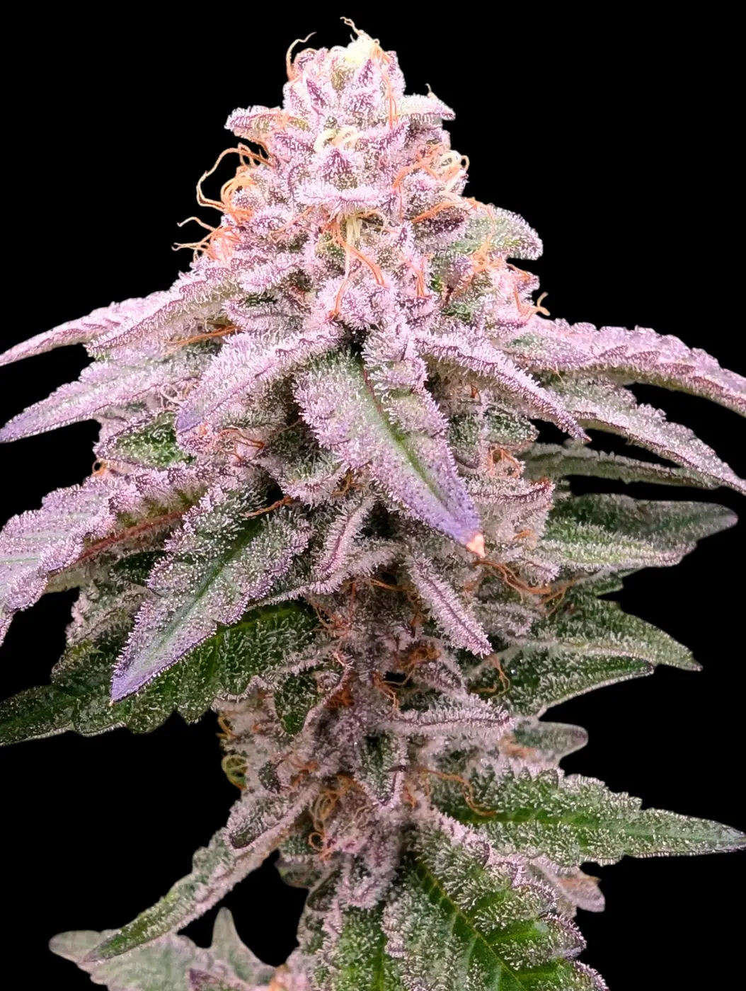 purple flower closeup
